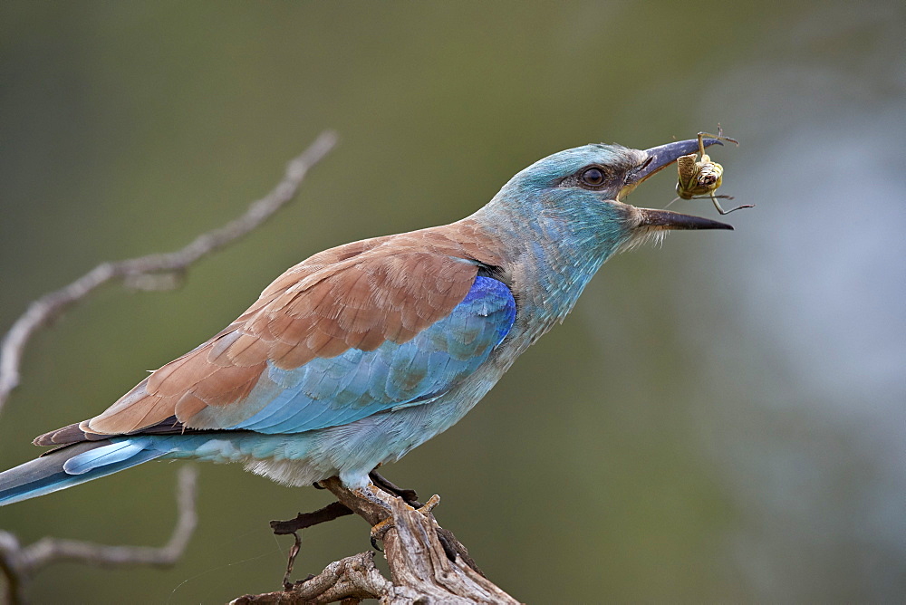 European Roller (Coracias garrulus) flipping a grasshopper, Kruger National Park, South Africa, Africa