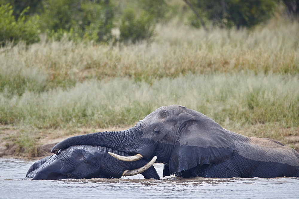 Two African Elephant (Loxodonta africana) bulls playing in a waterhole, Kruger National Park, South Africa, Africa