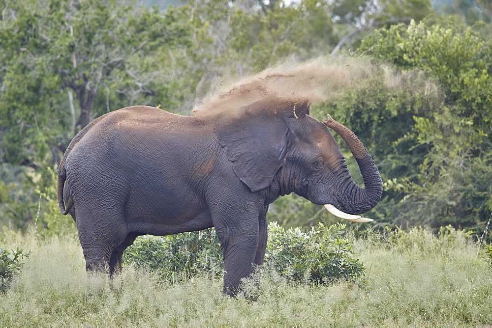 African Elephant (Loxodonta africana) bull dust bathing, Kruger National Park, South Africa, Africa