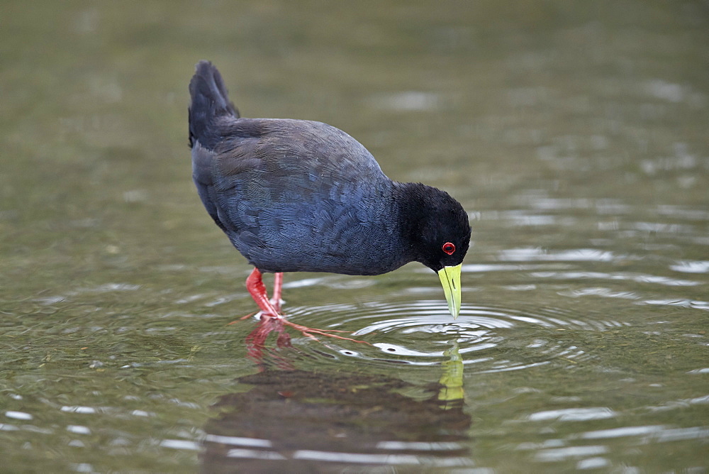 Black Crake (Amaurornis flavirostris), Kruger National Park, South Africa, Africa