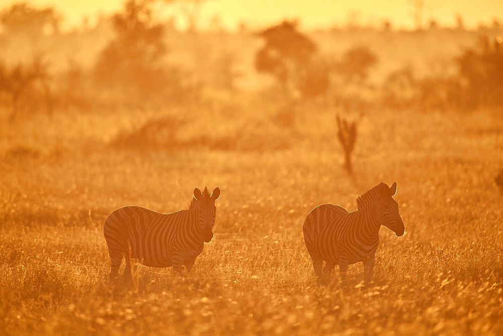 Chapman's Zebra (Plains Zebra) (Equus quagga chapmani) in golden backlight, Kruger National Park, South Africa, Africa