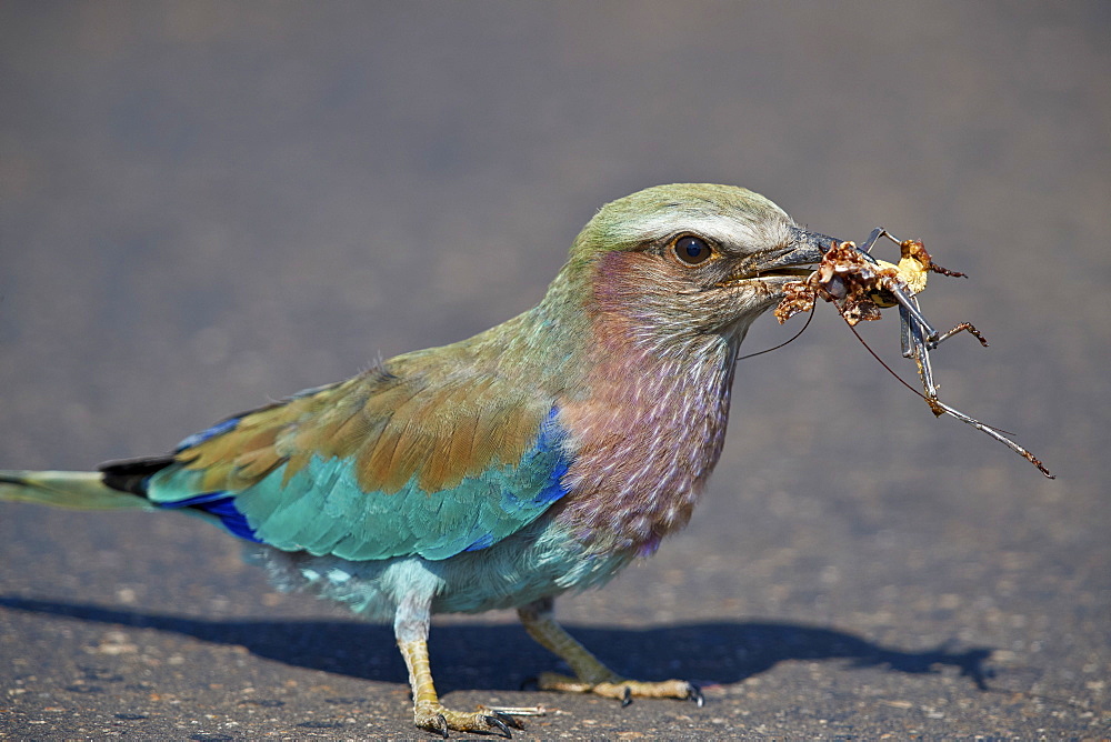 Lilac-breasted Roller (Coracias caudata) with an insect carcass, Kruger National Park, South Africa, Africa