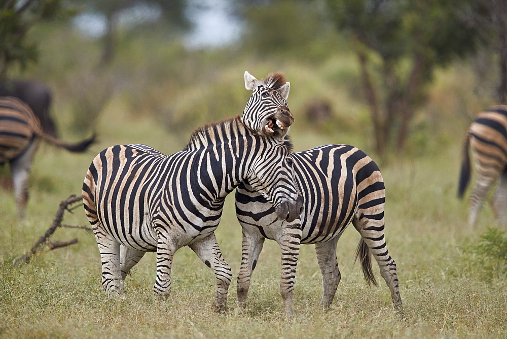 Chapman's Zebra (Plains Zebra) (Equus quagga chapmani) sparring, Kruger National Park, South Africa, Africa