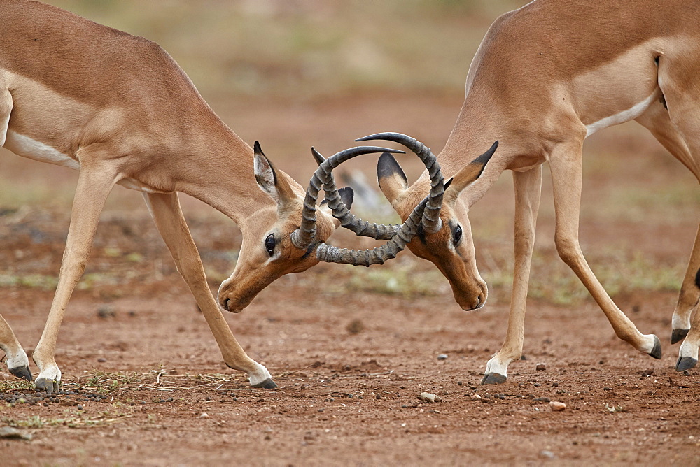 Impala (Aepyceros melampus) bucks sparring, Kruger National Park, South Africa, Africa