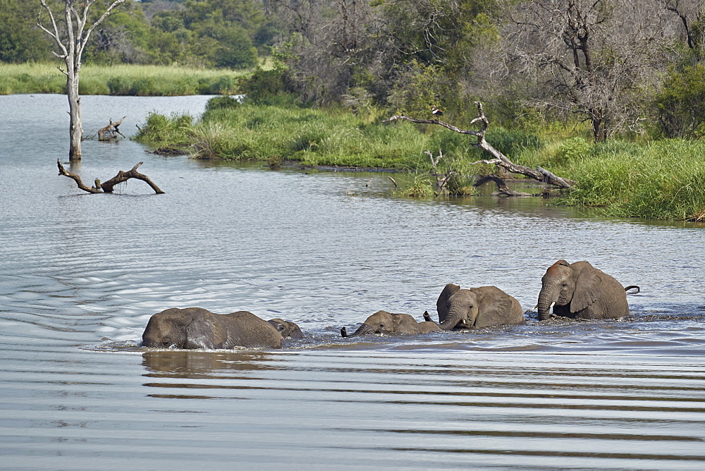 Line of African Elephant (Loxodonta africana) crossing a river, Kruger National Park, South Africa, Africa