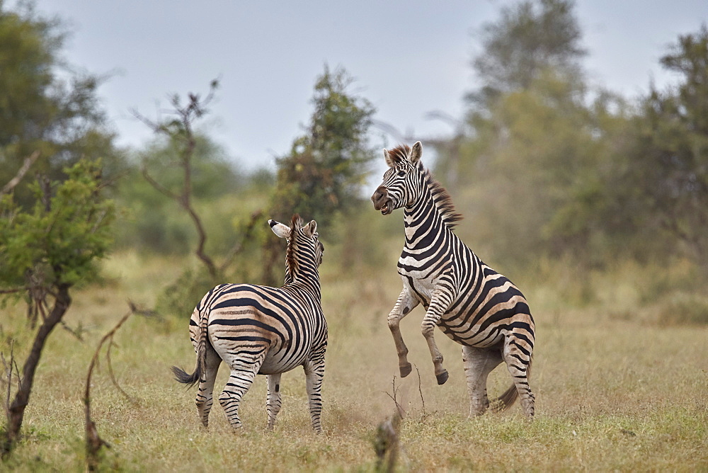 Chapman's Zebra (Plains Zebra) (Equus quagga chapmani) sparring, Kruger National Park, South Africa, Africa