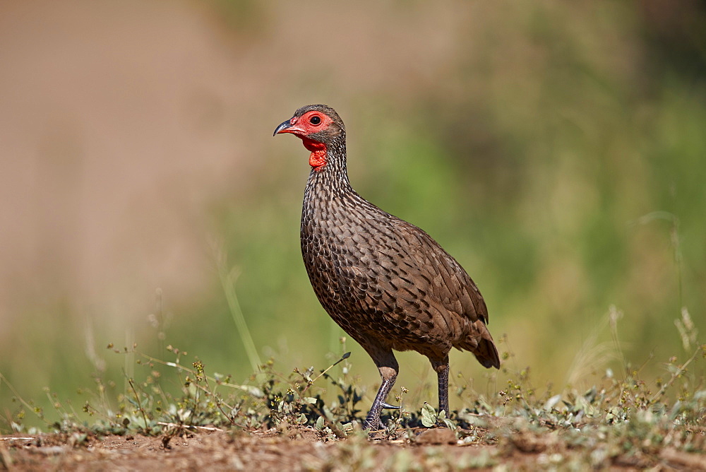 Red-necked Spurfowl (Red-necked Francolin) (Francolinus afer) (Pternistes afer), Kruger National Park, South Africa, Africa