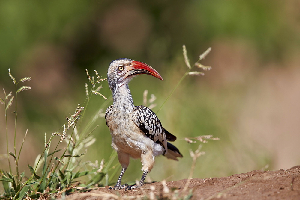 Southern Red-billed Hornbill (Tockus rufirostris), Kruger National Park, South Africa, Africa