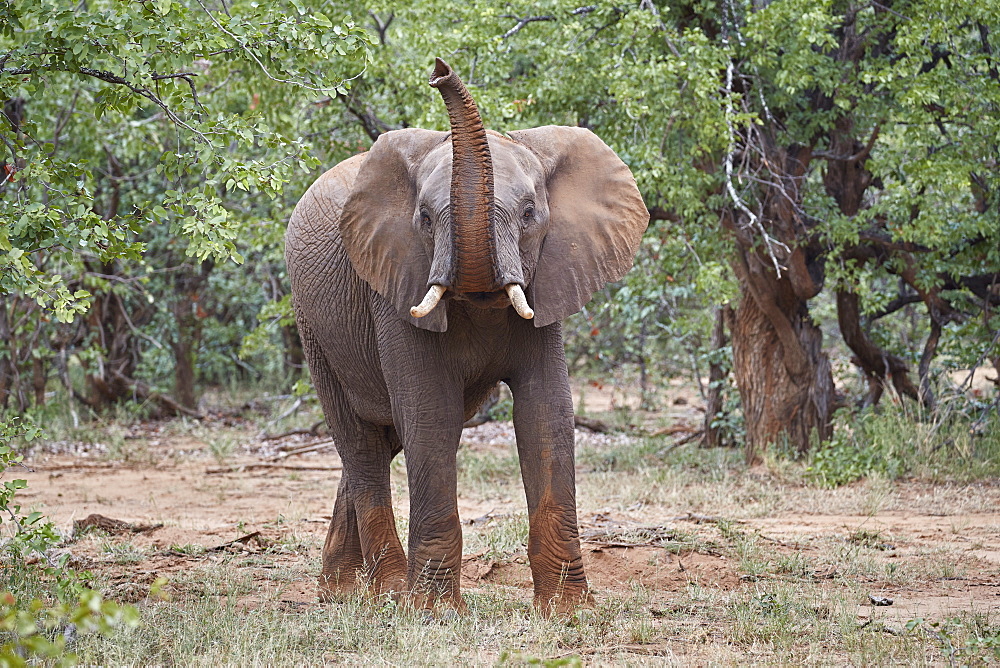 African Elephant (Loxodonta africana) with its trunk raised, Kruger National Park, South Africa, Africa