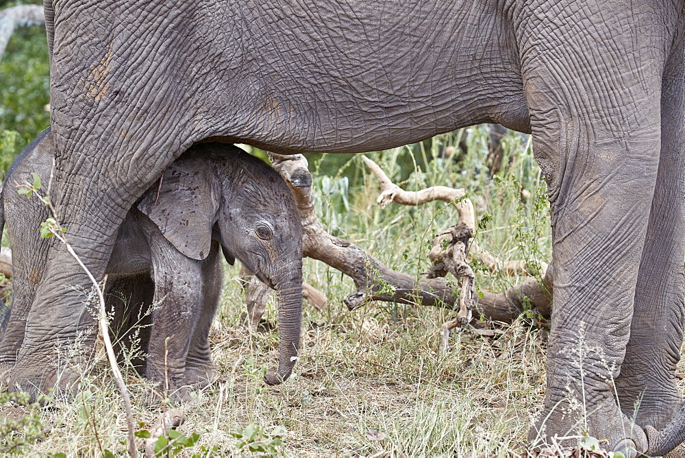 Days-old African Elephant (Loxodonta africana) calf, Kruger National Park, South Africa, Africa