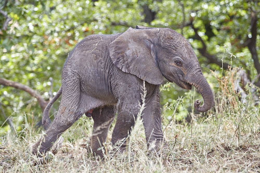 Days-old African Elephant (Loxodonta africana) calf, Kruger National Park, South Africa, Africa