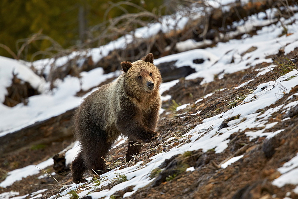 Grizzly Bear (Ursus arctos horribilis), yearling cub, Yellowstone National Park, UNESCO World Heritage Site, Wyoming, United States of America, North America