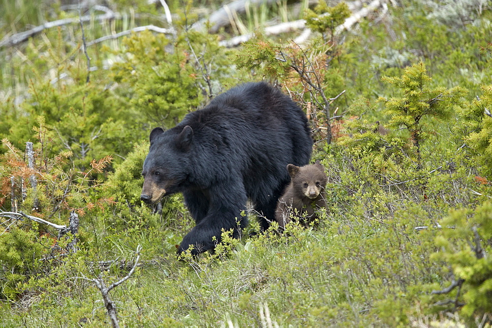 Black Bear (Ursus americanus) sow and chocolate cub-of-the-year, Yellowstone National Park, UNESCO World Heritage Site, Wyoming, United States of America, North America