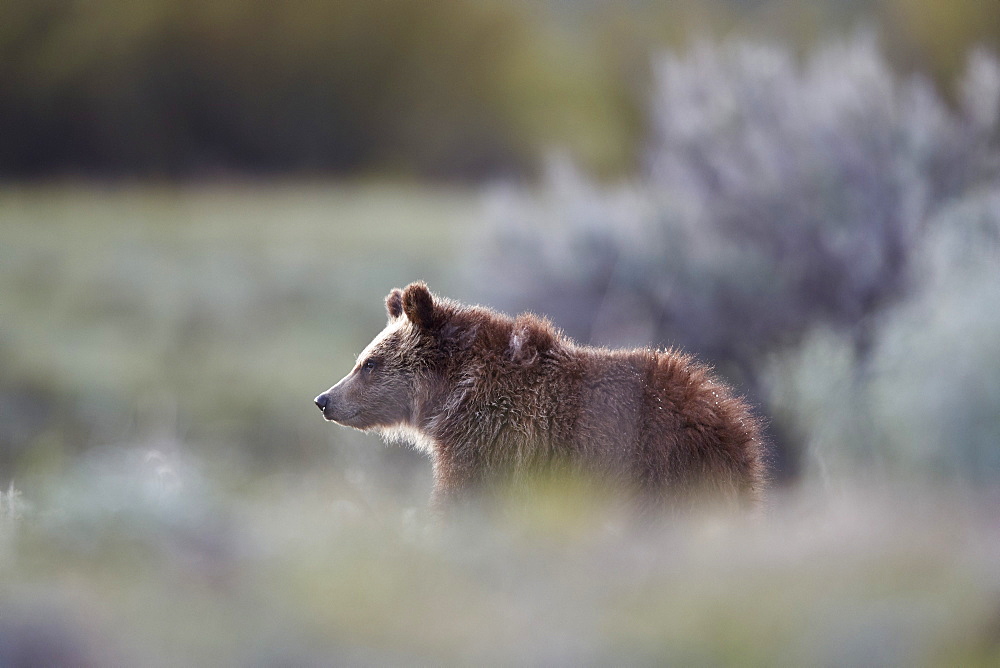 Grizzly Bear (Ursus arctos horribilis), yearling cub, Yellowstone National Park, UNESCO World Heritage Site, Wyoming, United States of America, North America