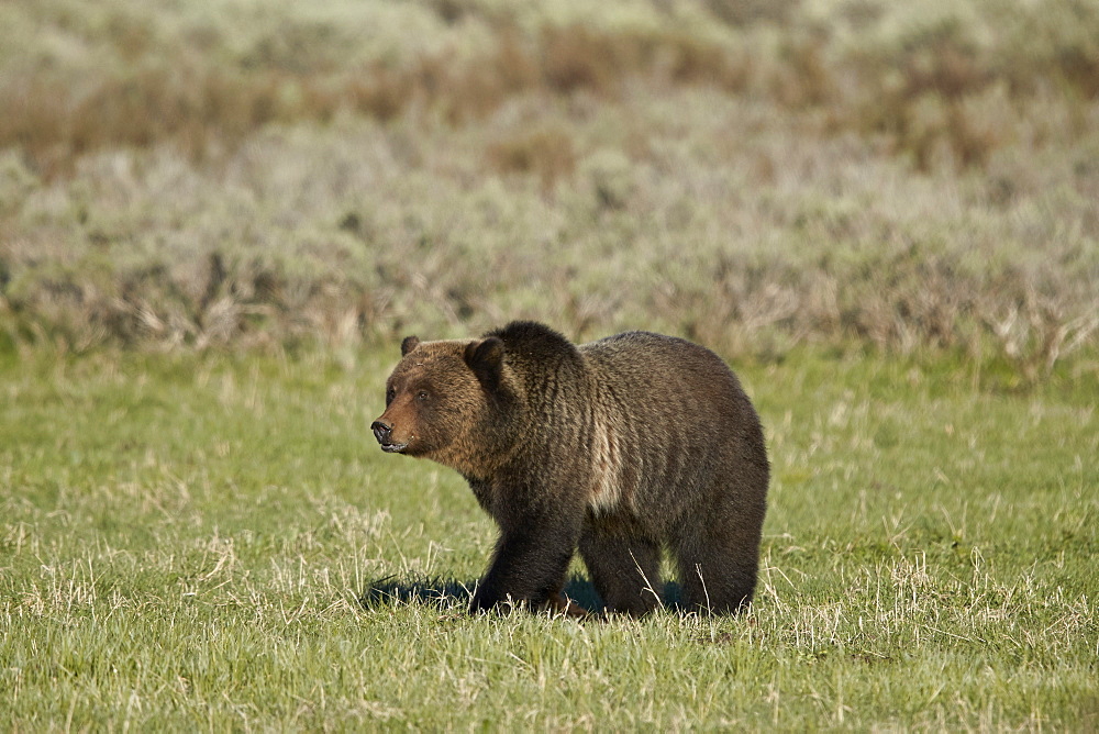 Grizzly Bear (Ursus arctos horribilis), Yellowstone National Park, UNESCO World Heritage Site, Wyoming, United States of America, North America