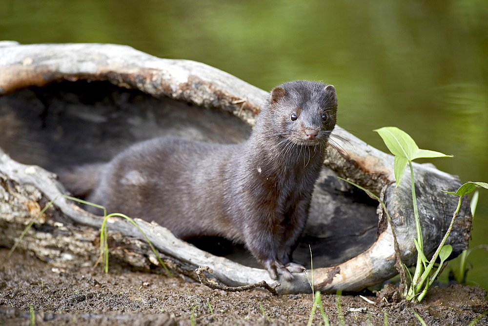 Mink (Mustela vison), in captivity, Sandstone, Minnesota, United States of America, North America