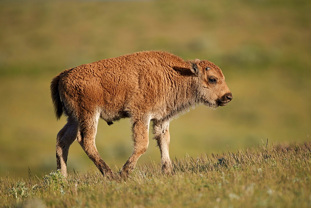 Bison (Bison bison) calf, Yellowstone National Park, Wyoming, United States of America, North America