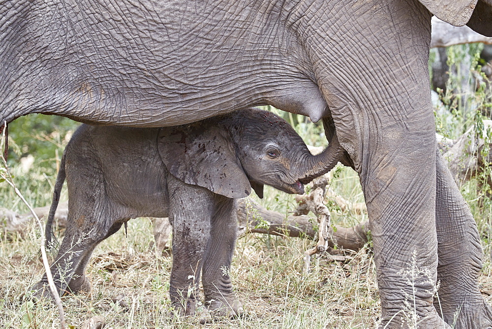 Days-old African Elephant (Loxodonta africana) calf, Kruger National Park, South Africa, Africa