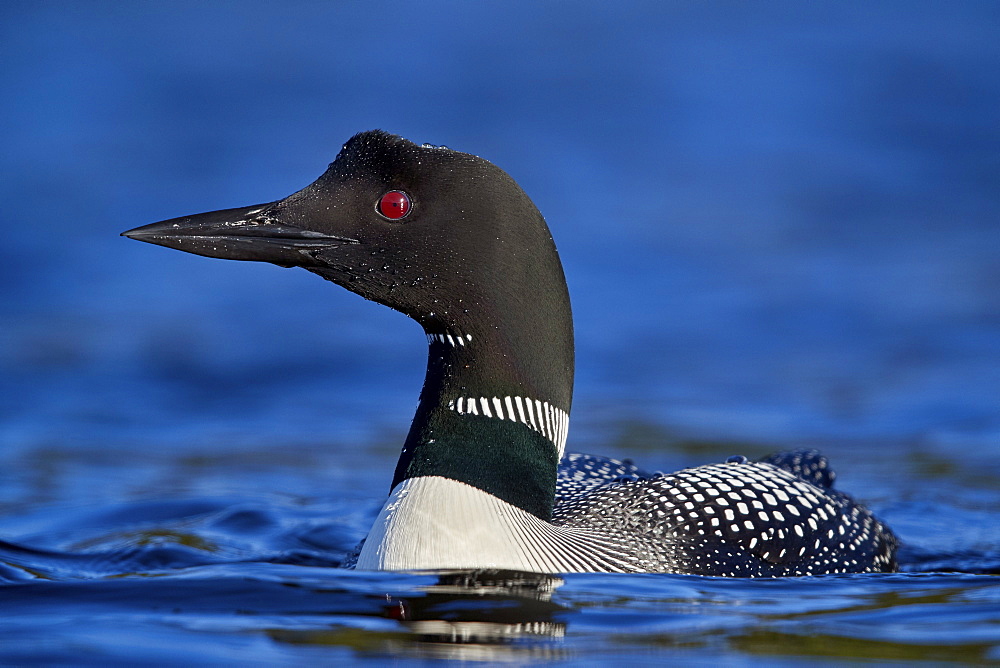 Common Loon (Gavia immer), Lac Le Jeune Provincial Park, British Columbia, Canada, North America