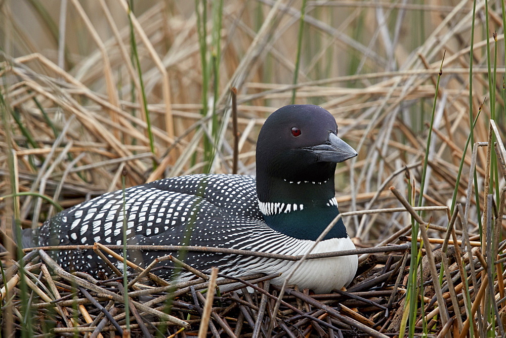 Common Loon (Gavia immer) on a nest, Lac Le Jeune Provincial Park, British Columbia, Canada, North America