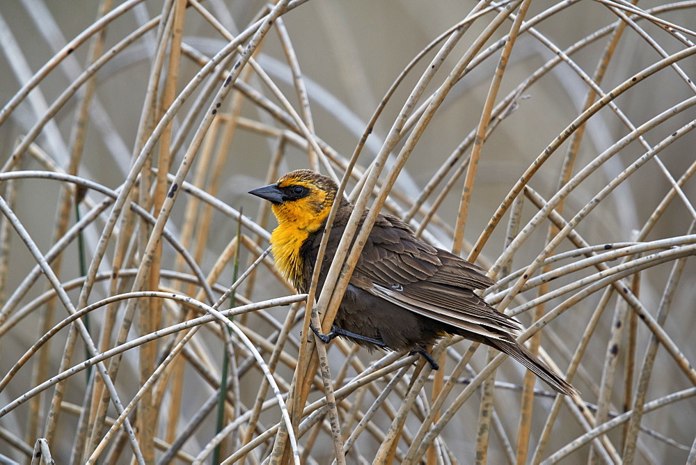 Yellow-headed Blackbird (Xanthocephalus xanthocephalus), female, Lac Le Jeune Provincial Park, British Columbia, Canada, North America