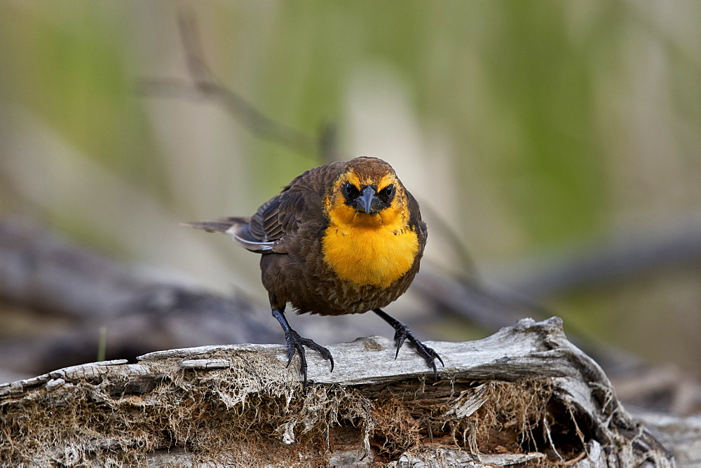 Yellow-headed Blackbird (Xanthocephalus xanthocephalus), female, Lac Le Jeune Provincial Park, British Columbia, Canada, North America