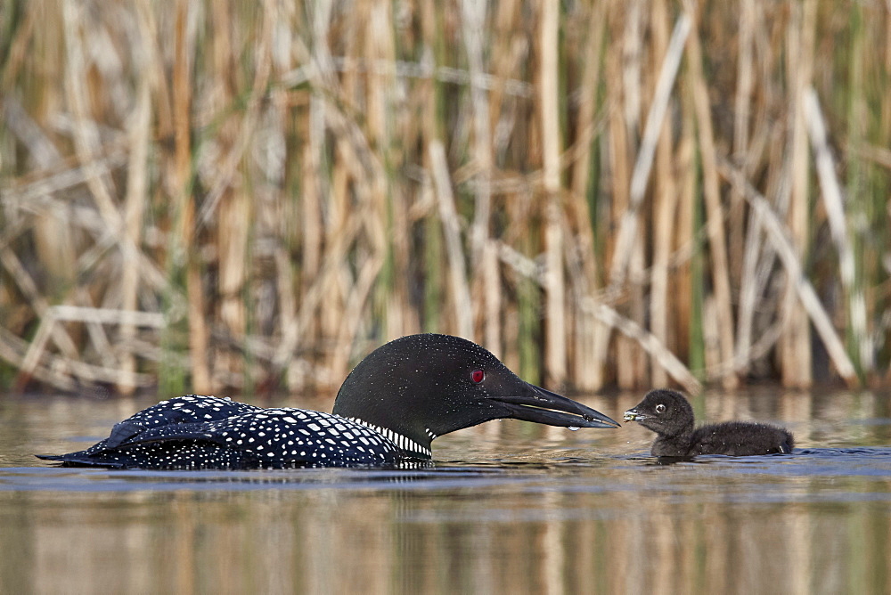 Common Loon (Gavia immer) adult feeding a chick, Lac Le Jeune Provincial Park, British Columbia, Canada, North America