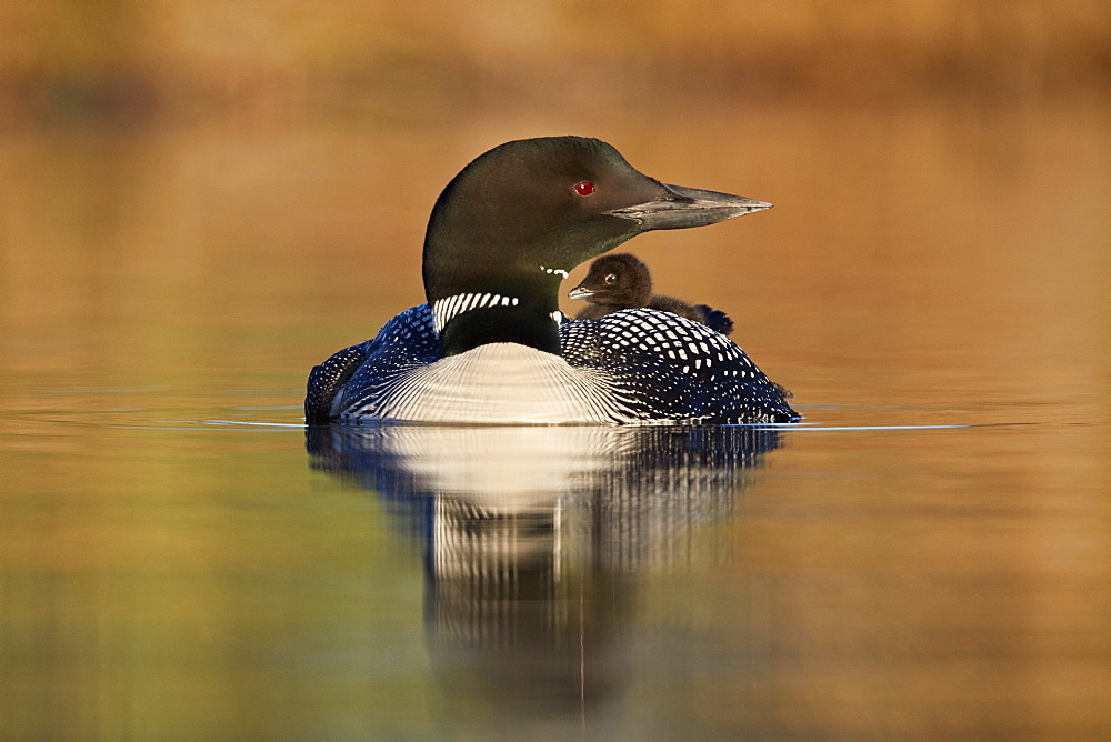 Common Loon (Gavia immer) adult and chick on its back, Lac Le Jeune Provincial Park, British Columbia, Canada, North America