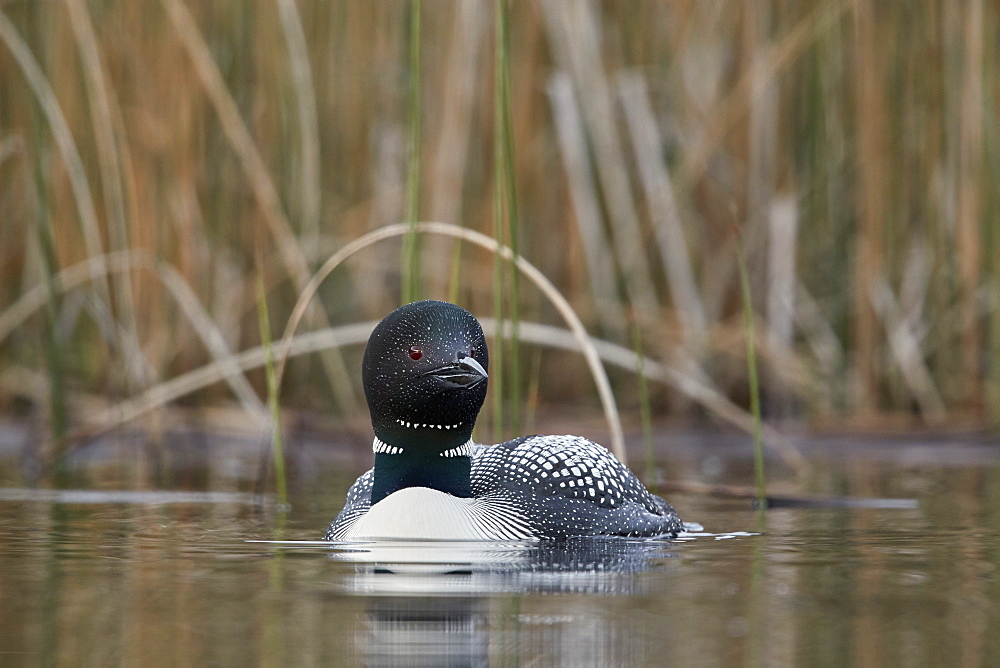 Common Loon (Gavia immer), Lac Le Jeune Provincial Park, British Columbia, Canada, North America