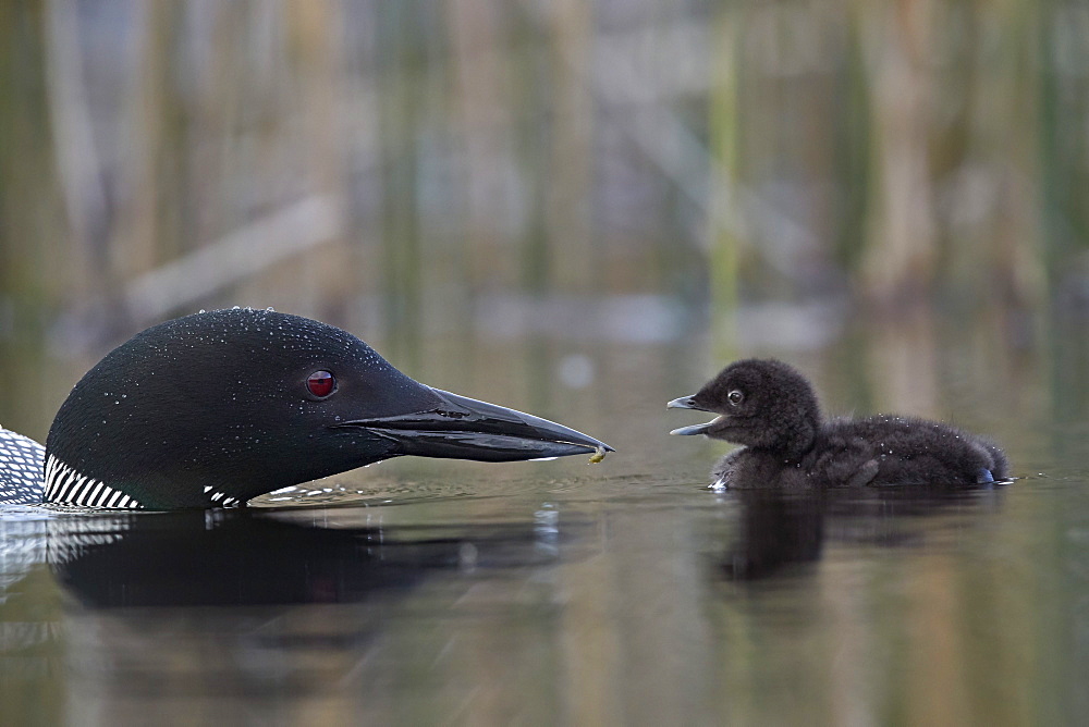 Common Loon (Gavia immer) adult feeding a chick, Lac Le Jeune Provincial Park, British Columbia, Canada, North America