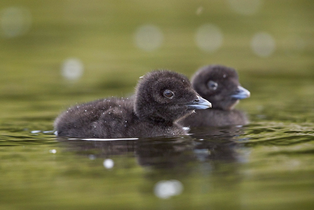 Common Loon (Gavia immer), two chicks, Lac Le Jeune Provincial Park, British Columbia, Canada, North America