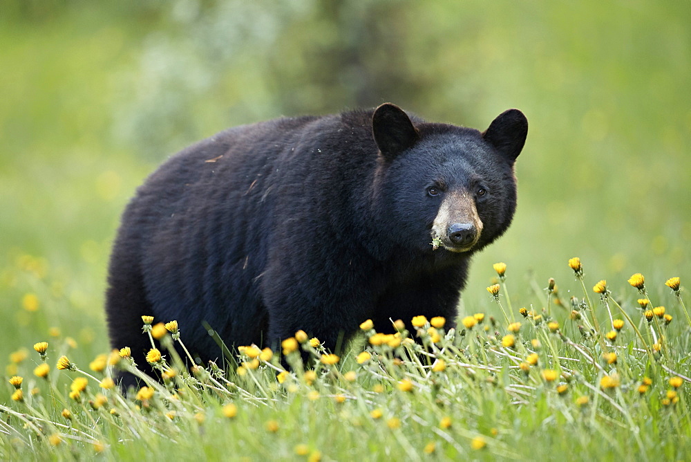 Black Bear (Ursus americanus) eating common dandelion (Taraxacum officinale), Jasper National Park, Alberta, Canada, North America