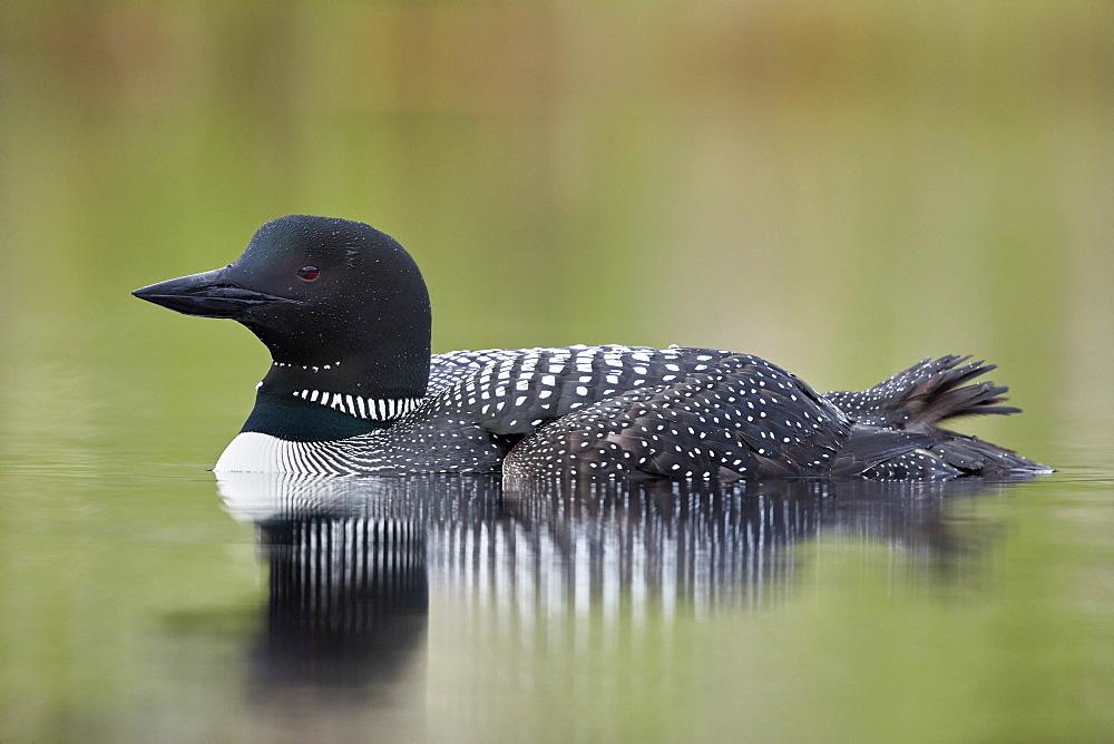 Common Loon (Gavia immer), Lac Le Jeune Provincial Park, British Columbia, Canada, North America