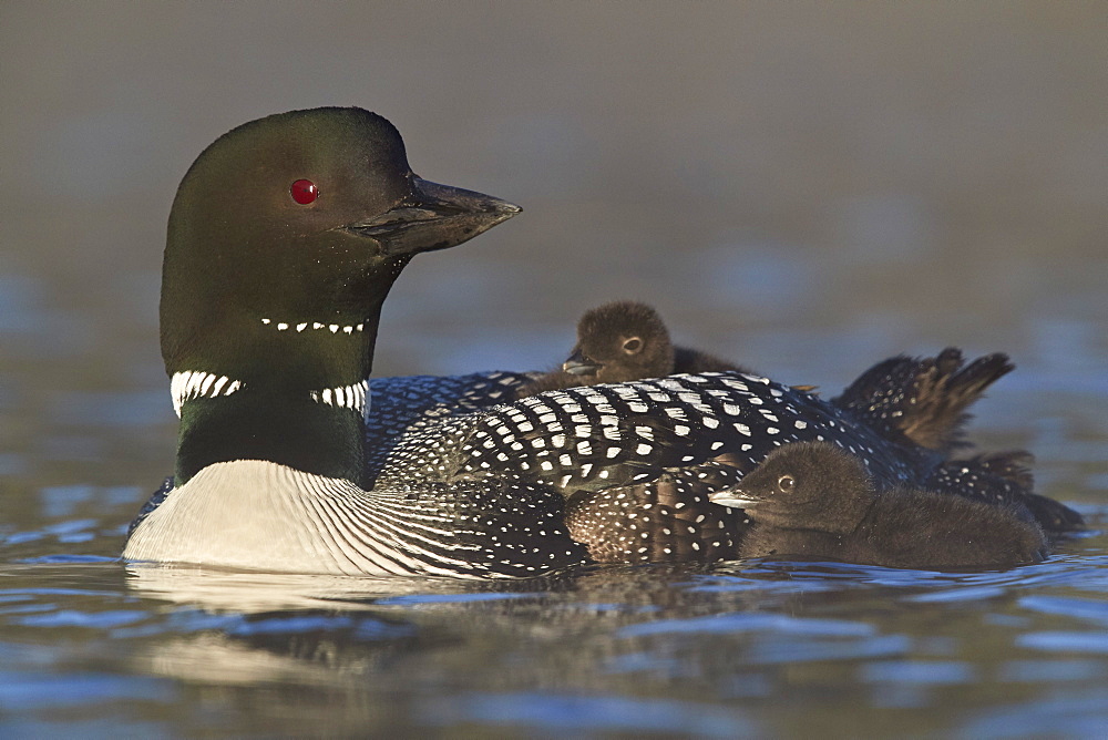 Common Loon (Gavia immer) adult with two chicks, Lac Le Jeune Provincial Park, British Columbia, Canada, North America