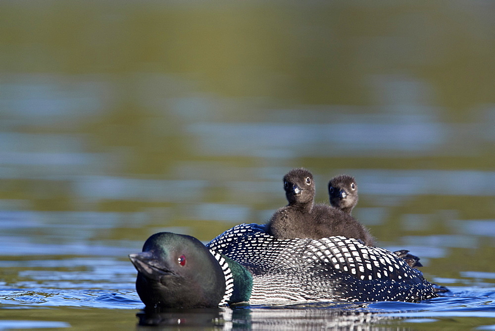 Common Loon (Gavia immer) adult with two chicks on its back, Lac Le Jeune Provincial Park, British Columbia, Canada, North America