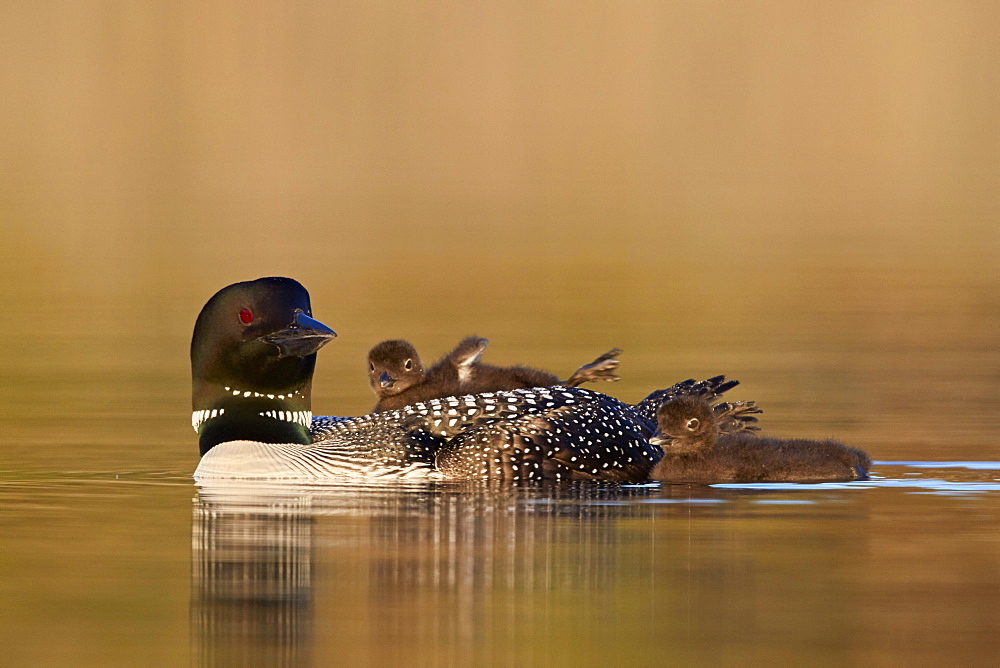 Common Loon (Gavia immer) adult with two chicks, Lac Le Jeune Provincial Park, British Columbia, Canada, North America