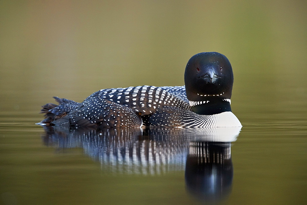 Common Loon (Gavia immer), Lac Le Jeune Provincial Park, British Columbia, Canada, North America