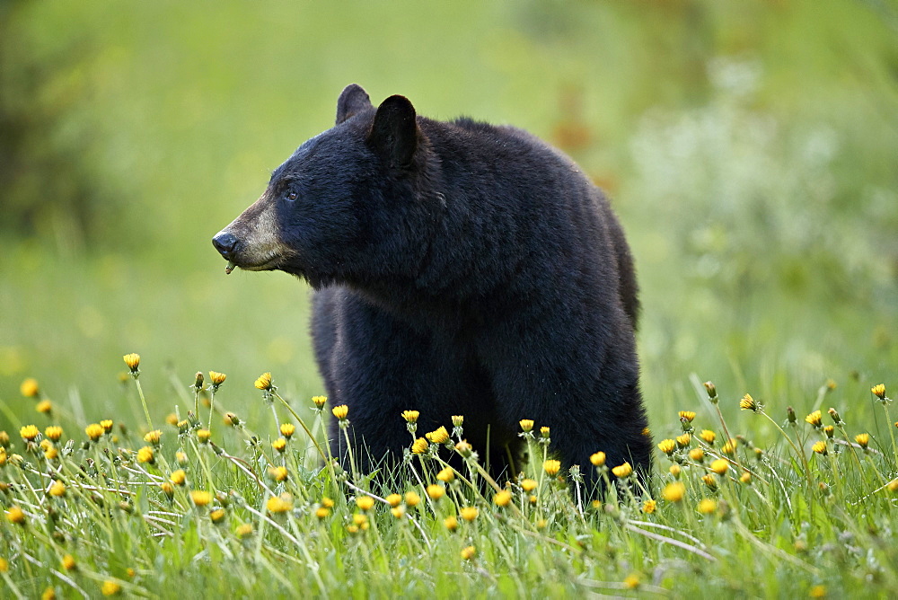 Black Bear (Ursus americanus) eating common dandelion (Taraxacum officinale), Jasper National Park, Alberta, Canada, North America