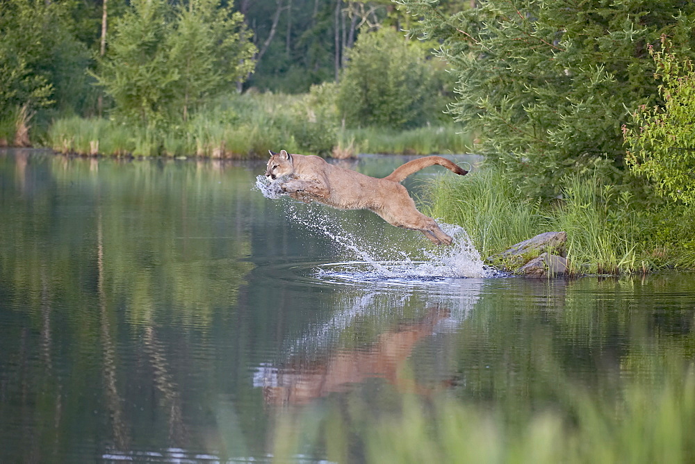 Mountain lion or cougar (Felis concolor) jumping into the water, in captivity, Sandstone, Minnesota, United States of America, North America