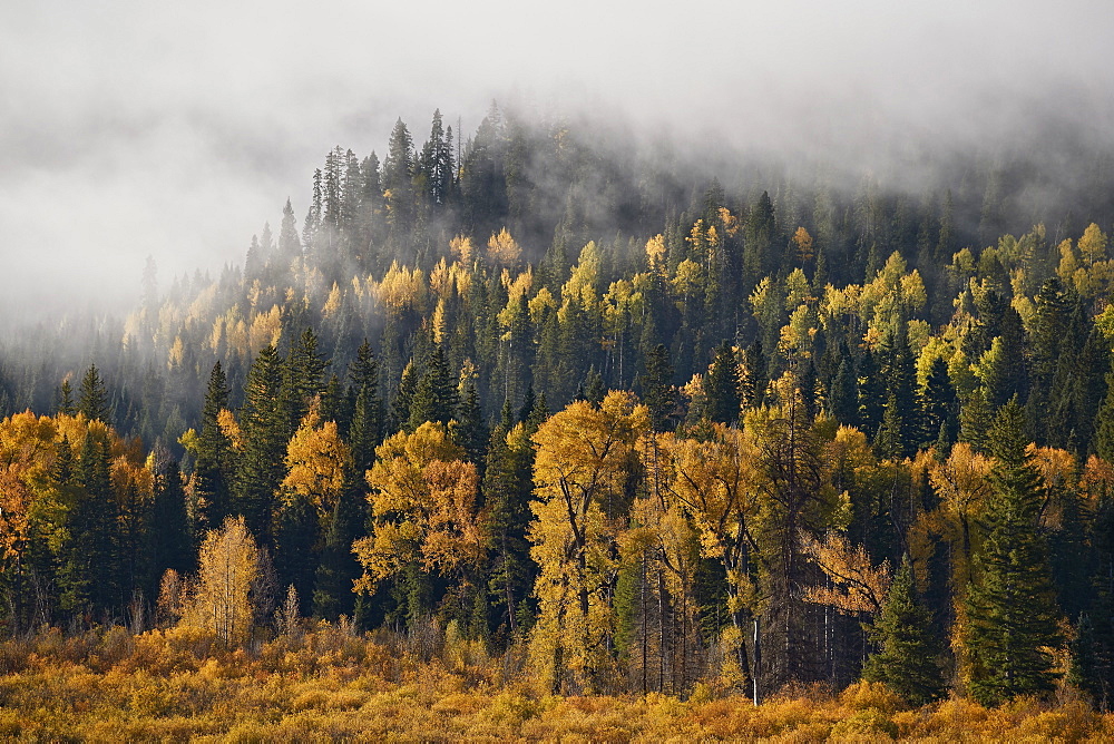 Yellow aspens and cottonwoods in the fall with fog, Uncompahgre National Forest, Colorado, United States of America, North America