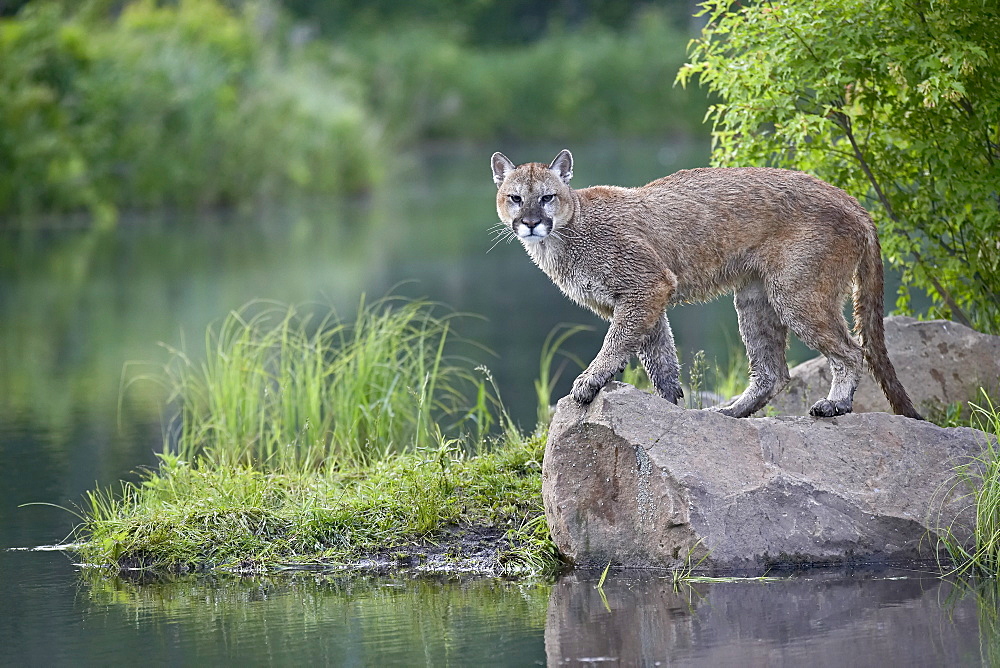 Mountain lion or cougar (Felis concolor), in captivity, Sandstone, Minnesota, United States of America, North America