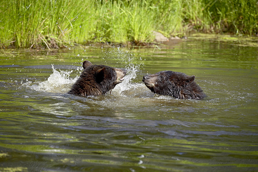 Two black bears (Ursus americanus) playing, in captivity, Sandstone, Minnesota, United States of America, North America