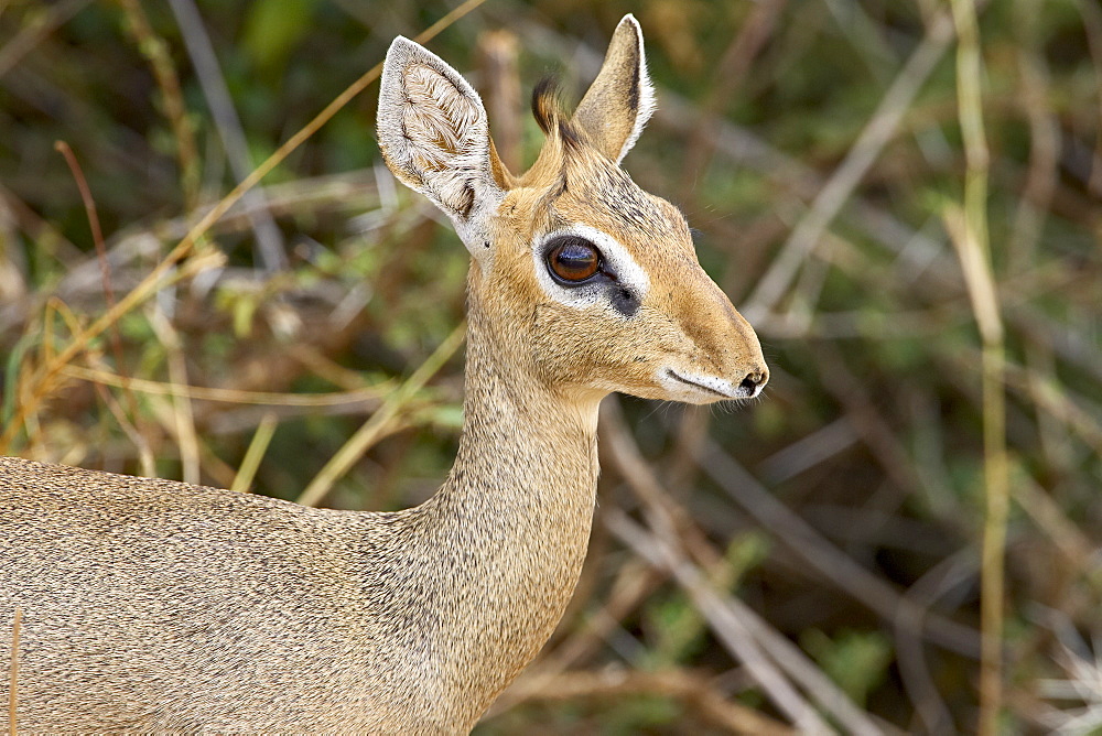 Female Gunther's dik dik (Rinchotragus guntheri), Samburu National Reserve, Kenya, East Africa, Africa