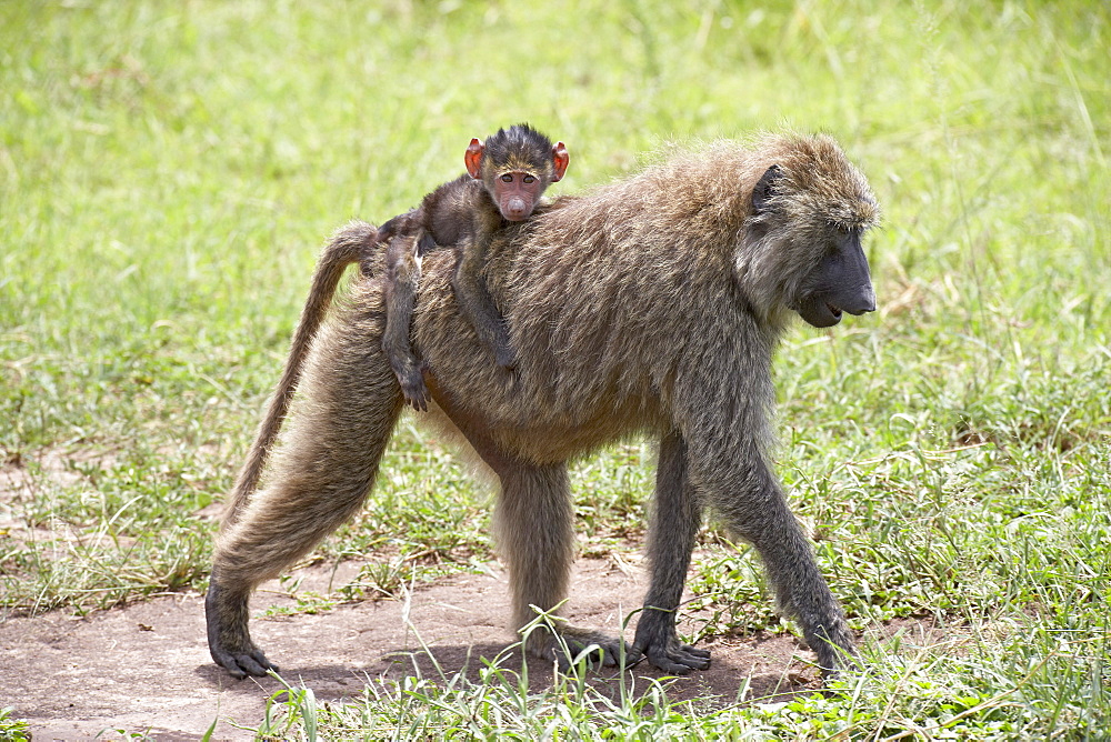 Olive baboon (Papio cynocephalus anubis) baby riding on its mother's back, Serengeti National Park, Tanzania, East Africa, Africa