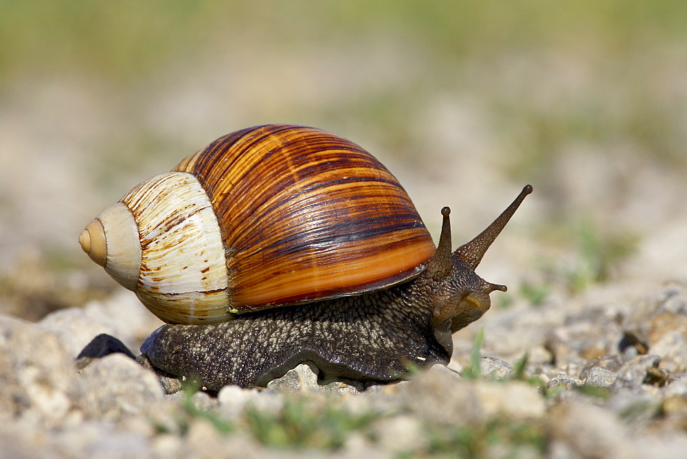 East African land snail (Achatina fulica), Serengeti National Park, Tanzania, East Africa, Africa