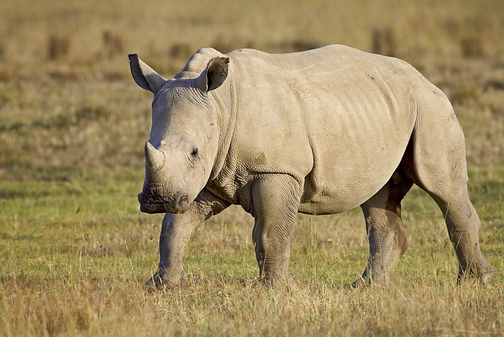 Baby white rhinoceros (Ceratotherium simum), Lake Nakuru National Park, Kenya, East Africa, Africa