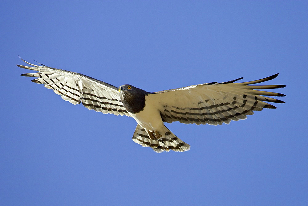 Black-breasted snake eagle (Circaetus pectoralis), Kgalagadi Transfrontier Park, encompassing the former Kalahari Gemsbok National Park, South Africa, Africa