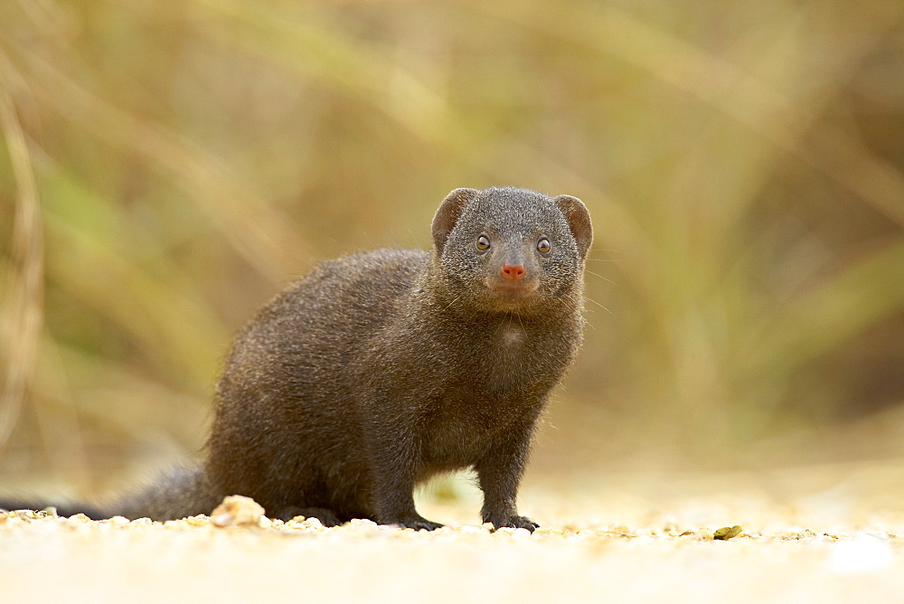 Dwarf mongoose (Helogale parvula), Kruger National Park, South Africa, Africa