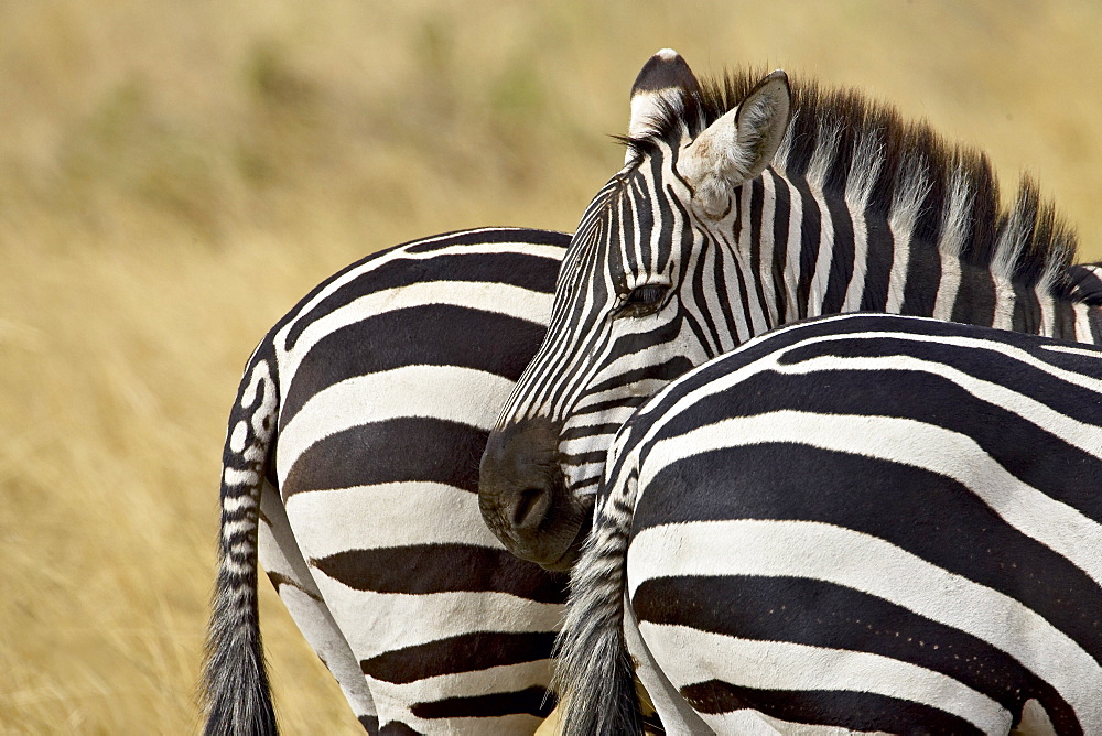 Common zebra (Burchell•À?s zebra) (Equus burchelli), Masai Mara National Reserve, Kenya, East Africa, Africa