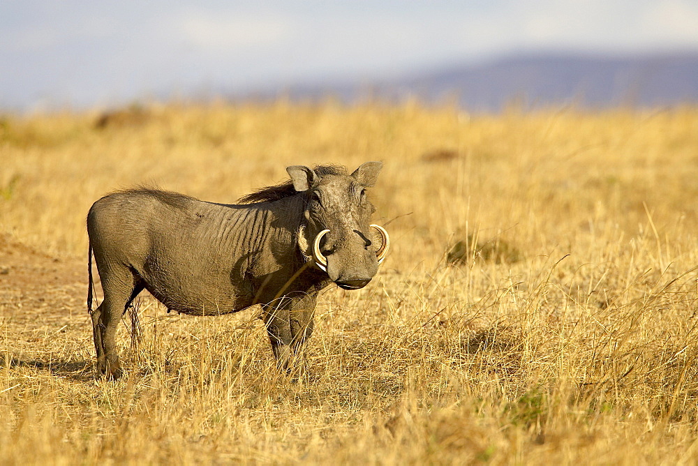 Warthog (Phacochoerus aethiopicus), Masai Mara National Reserve, Kenya, East Africa, Africa